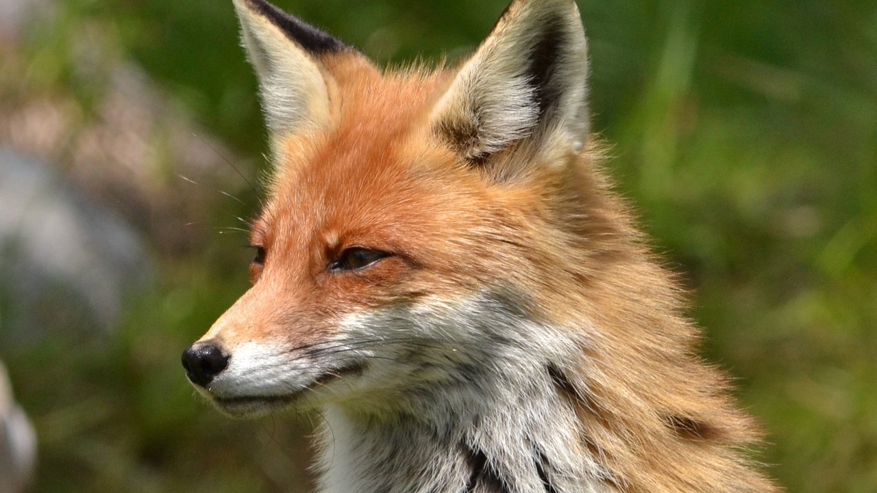 В Амурской области ввели карантин из-за бешеной лисы