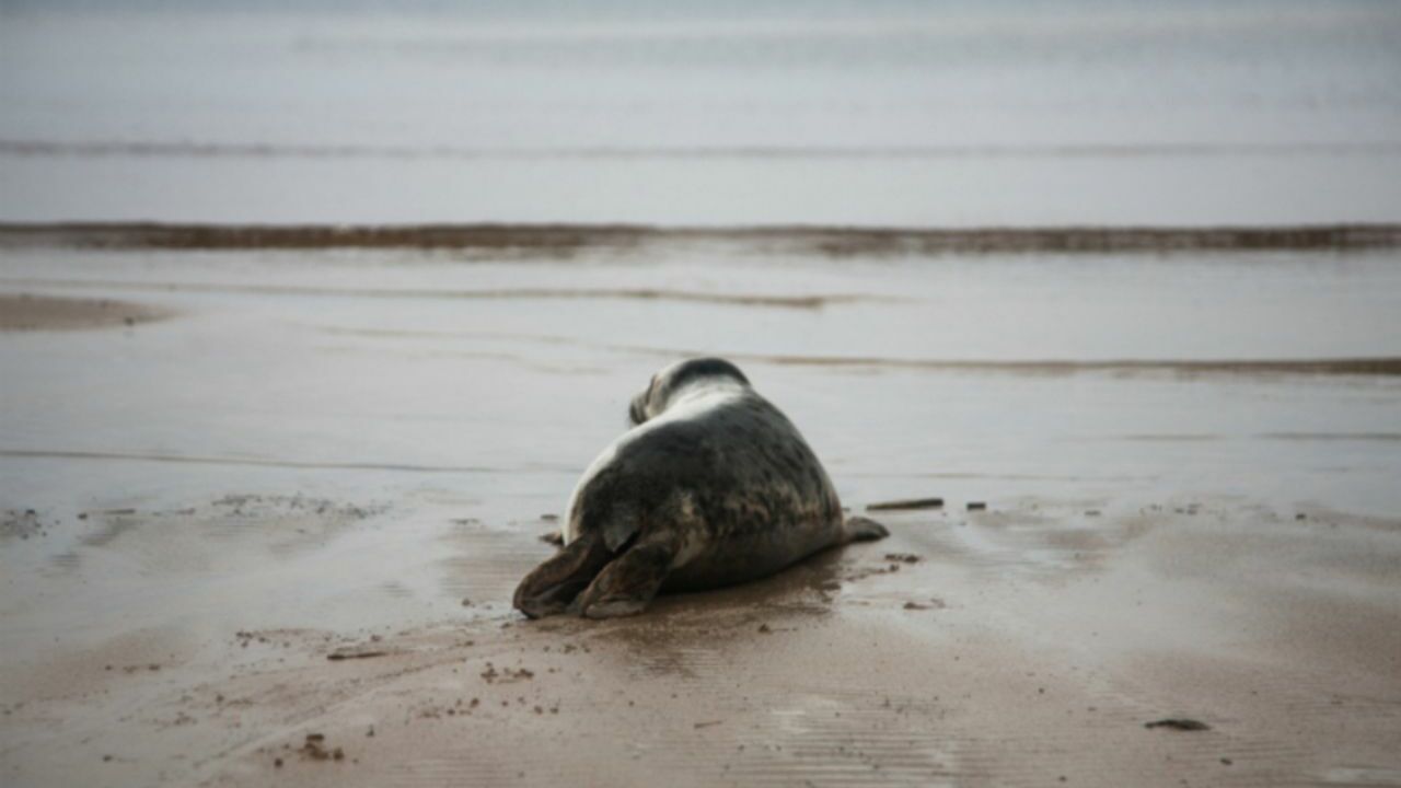 В Петербурге на пляже обнаружили истощенного детеныша тюленя