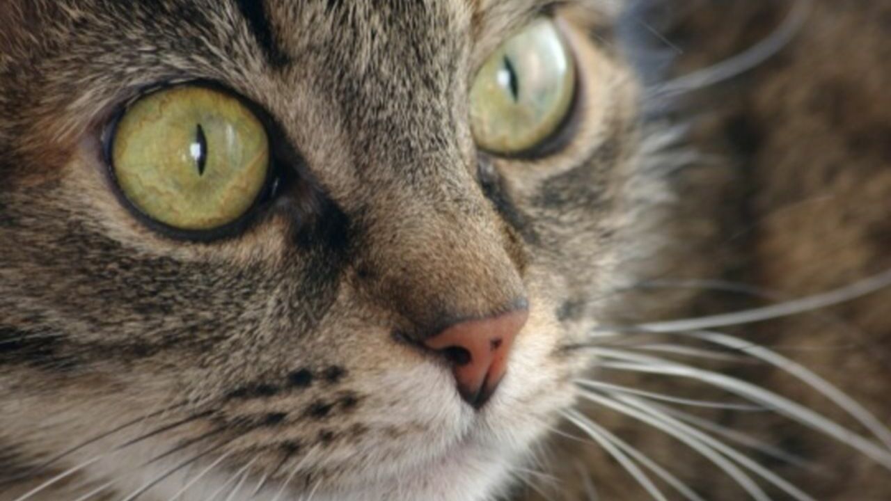 Зоопсихолог раскрыла, почему кошки носятся по квартире после похода в туалет