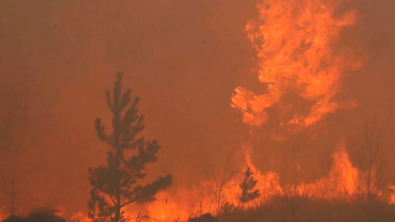 В Свердловской области во время лесного пожара погибла женщина