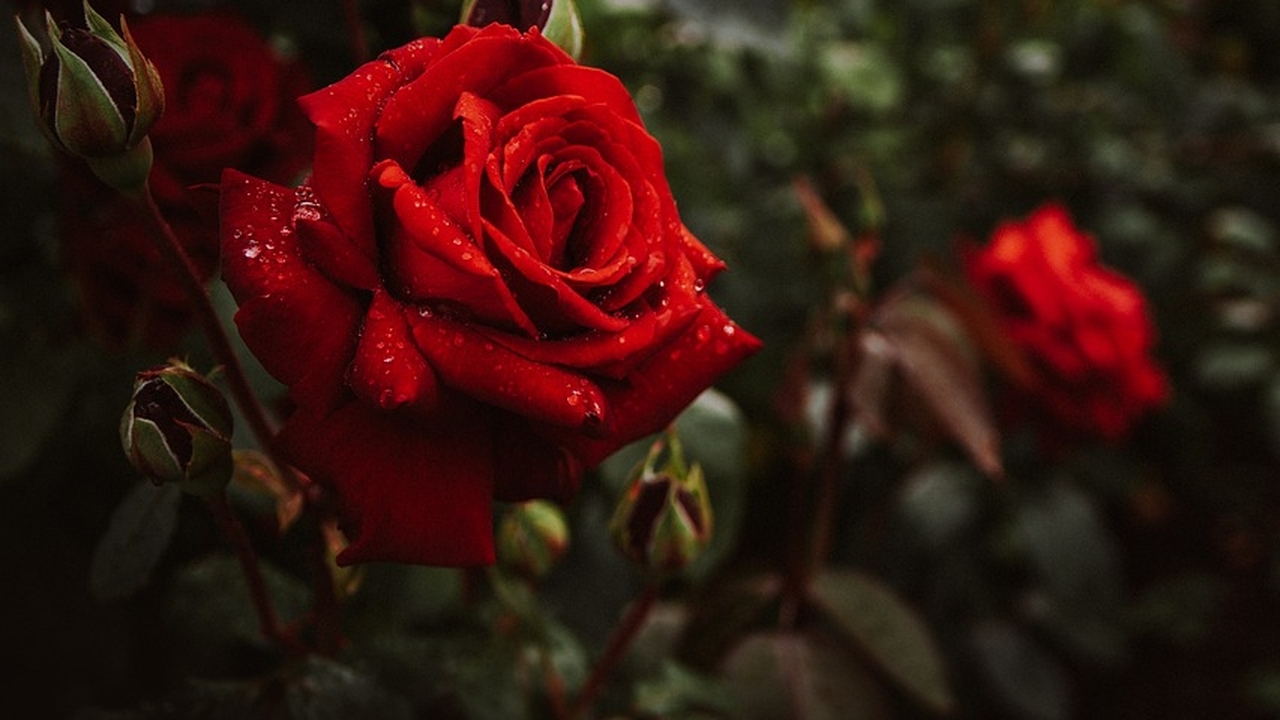 Садоводам объяснили, как бороться с перерождением розы в шиповник