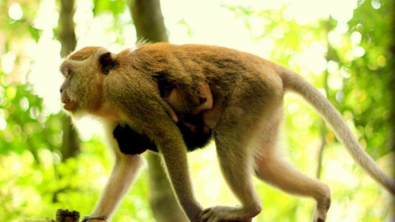 В Диксоне сбежавшая от хозяина обезьяна на улице оторвала женщине ухо