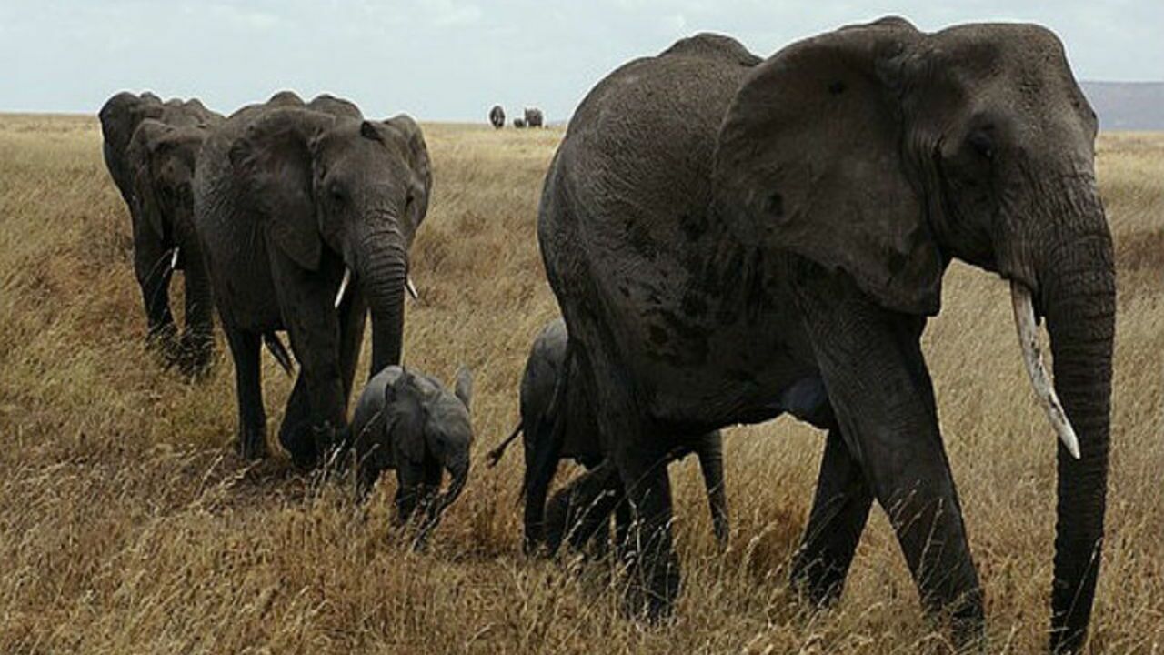 Ученые выяснили, для чего слонам обоняние