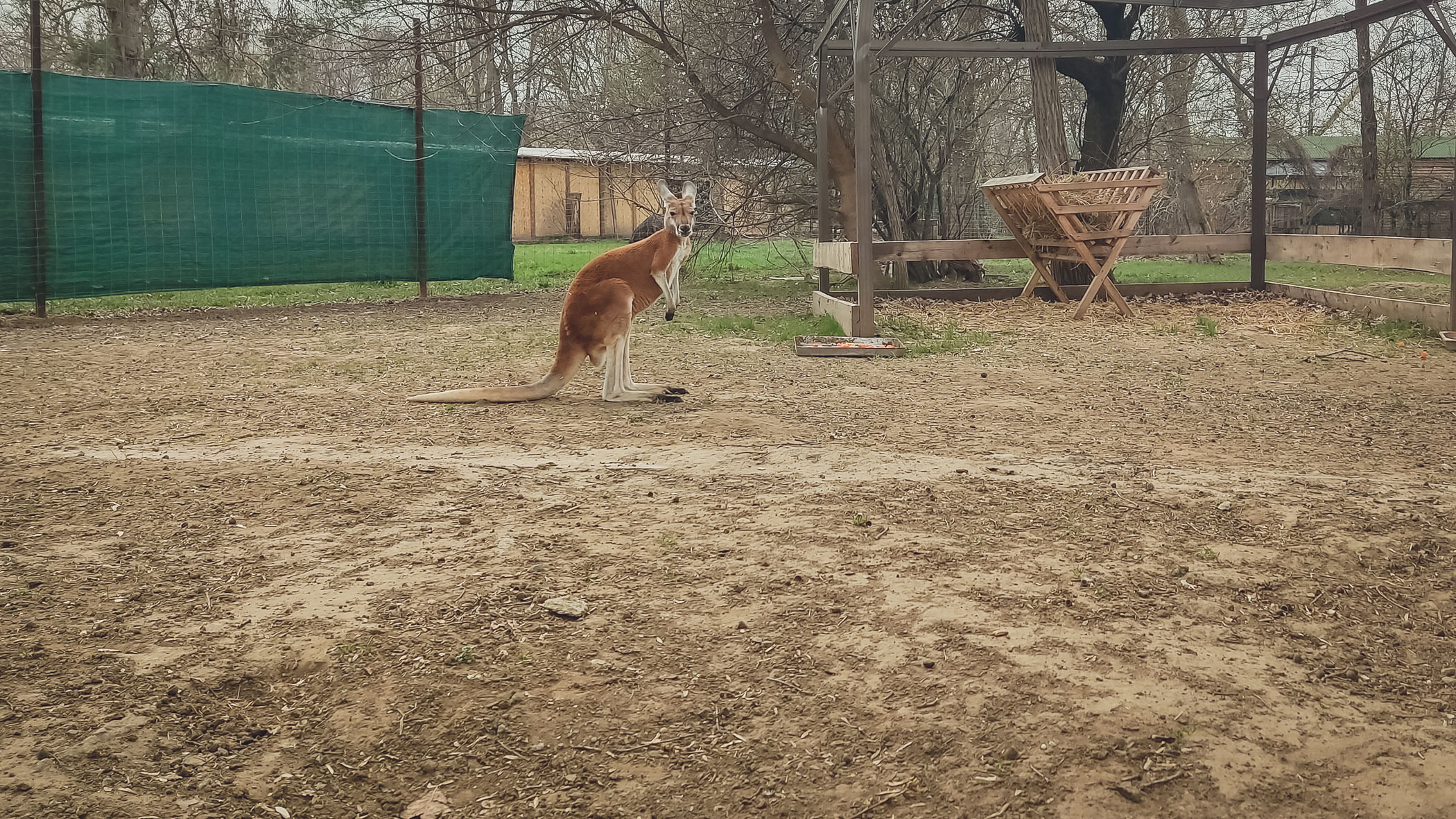 В Белгороде при обстреле городского зоопарка погибла кенгуру из Петербурга