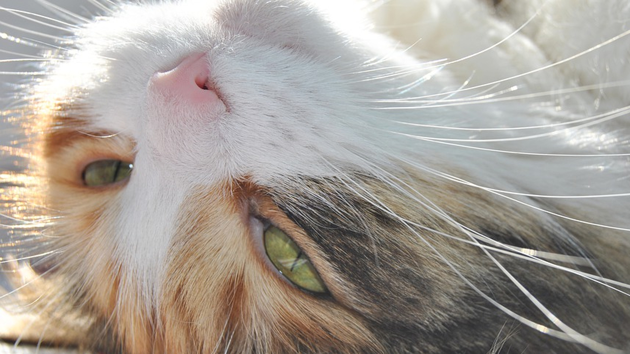 Британские ученые установили, что кошки манипулируют людьми с помощью мурлыканья