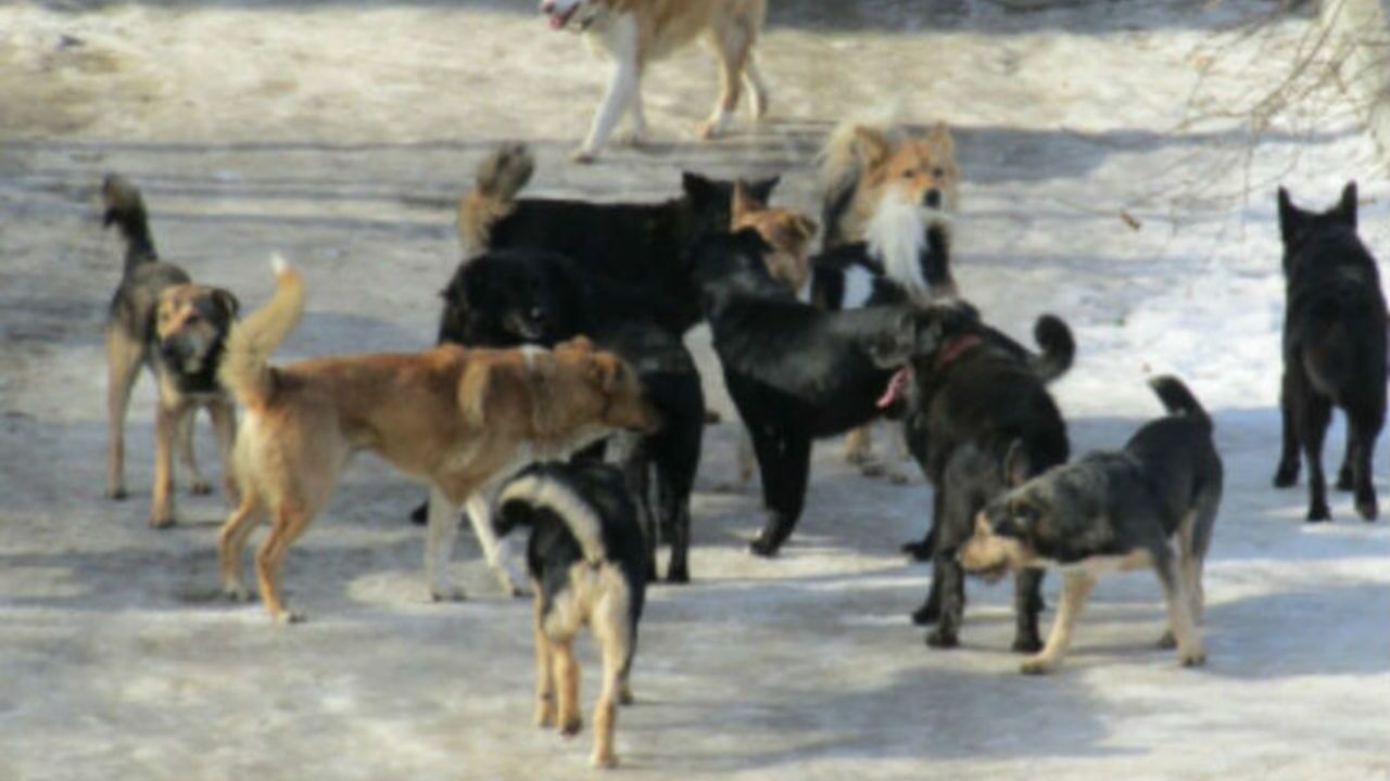 Бездомные собаки в Белоруссии угнали автомобиль и устроили ДТП