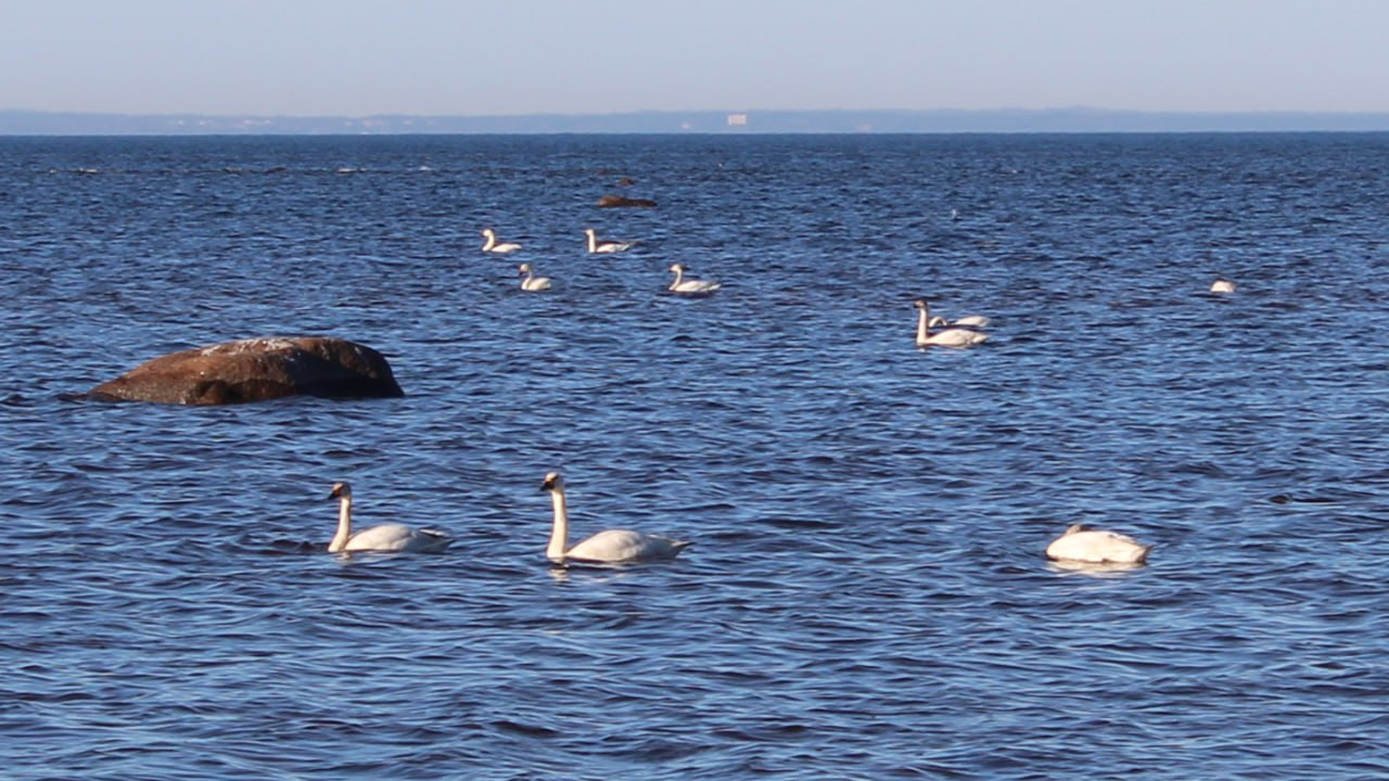 «Лебединые танцы»: на Финском заливе птицы устроили перформанс