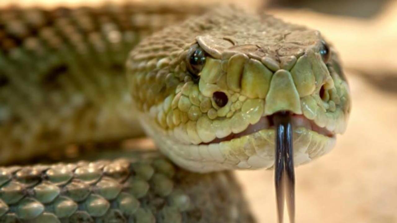 Полутораметровая змея пробралась в московский детский сад
