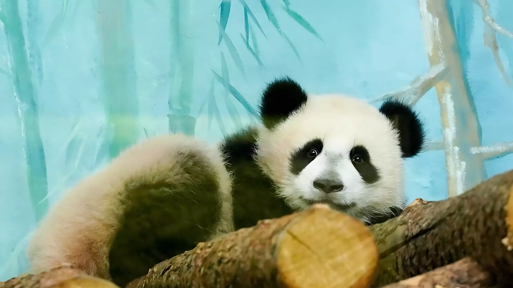 Умилительная панда Катюша: все шалости, смешные видео и фото