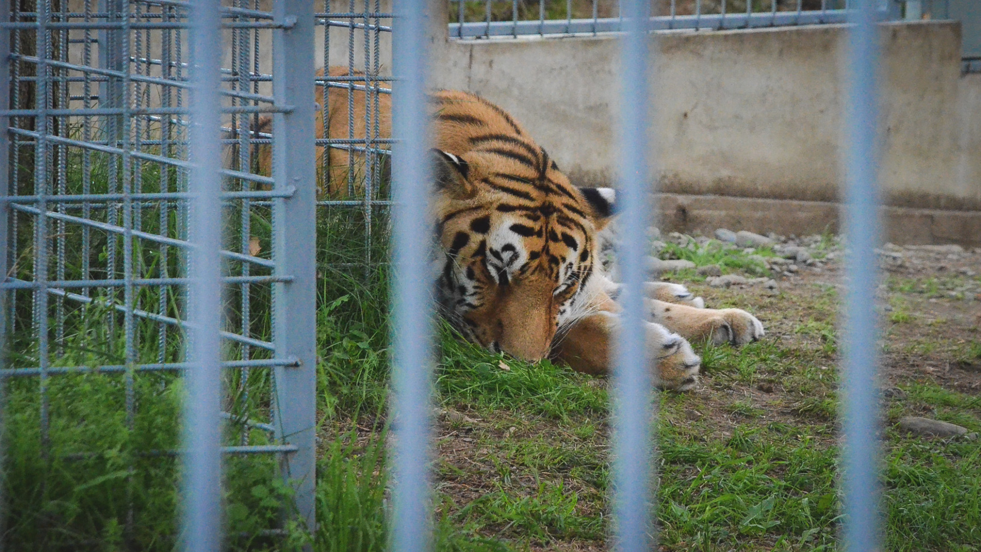 Более 200 животных погибли при пожаре в крымском зоопарке