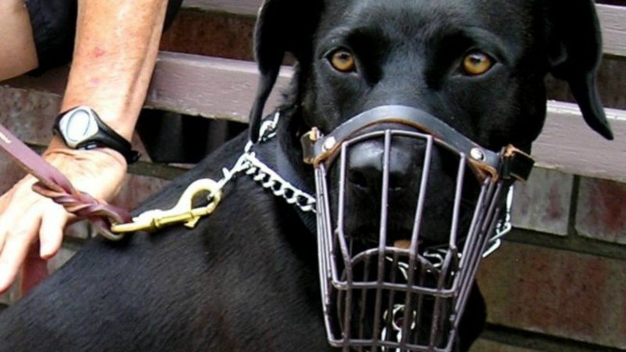 Петербургские депутаты попросят Госдуму ввести штрафы за выгул собак опасных пород без намордников