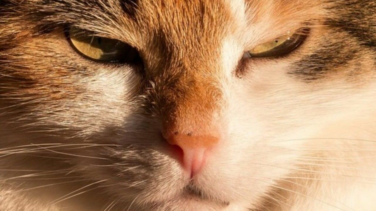 Ветеринары рассказали, почему кошки переворачивают свою миску с водой