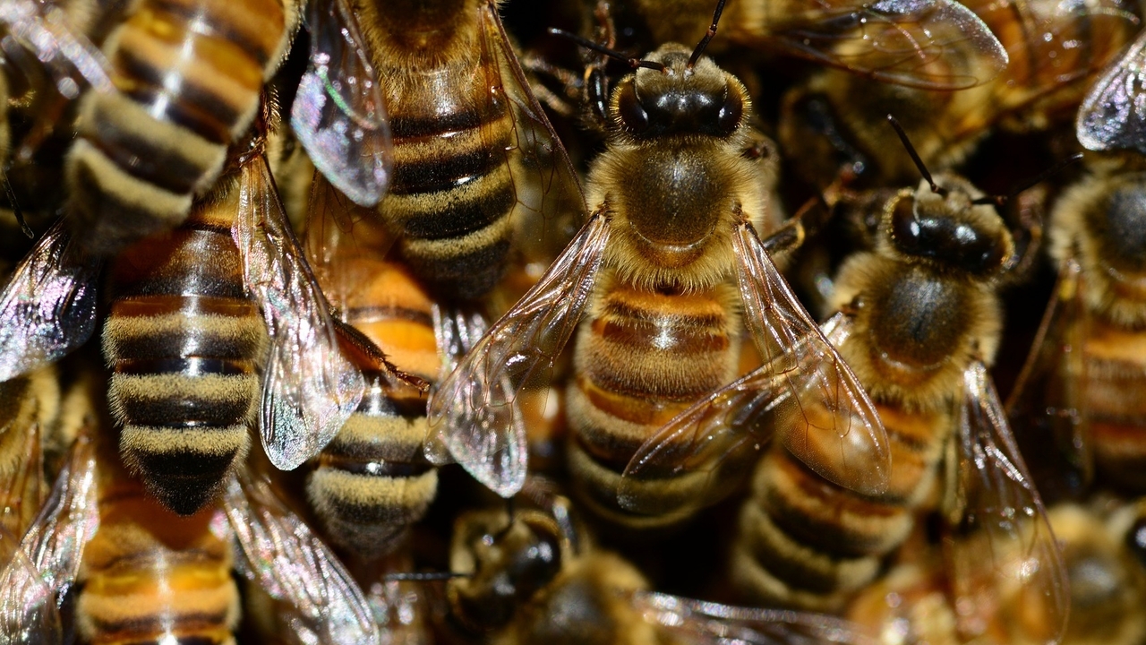 В Канаде пчеловоды помогли полиции поймать миллионы пчел, разлетевшихся из-за ДТП