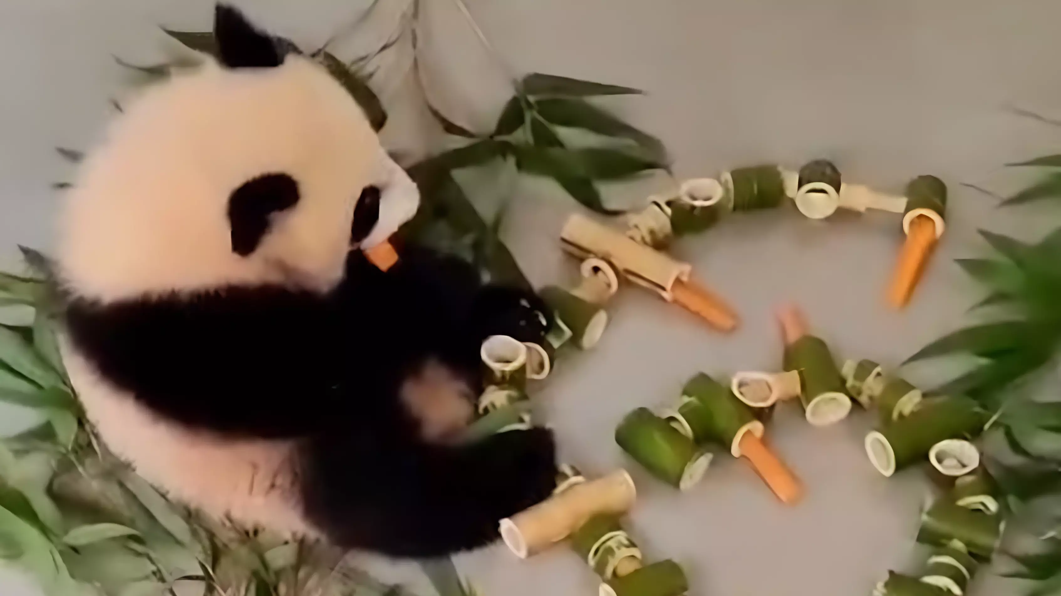 Маленькая панда Катюша отметила шесть месяцев первой в своей жизни морковкой (видео)