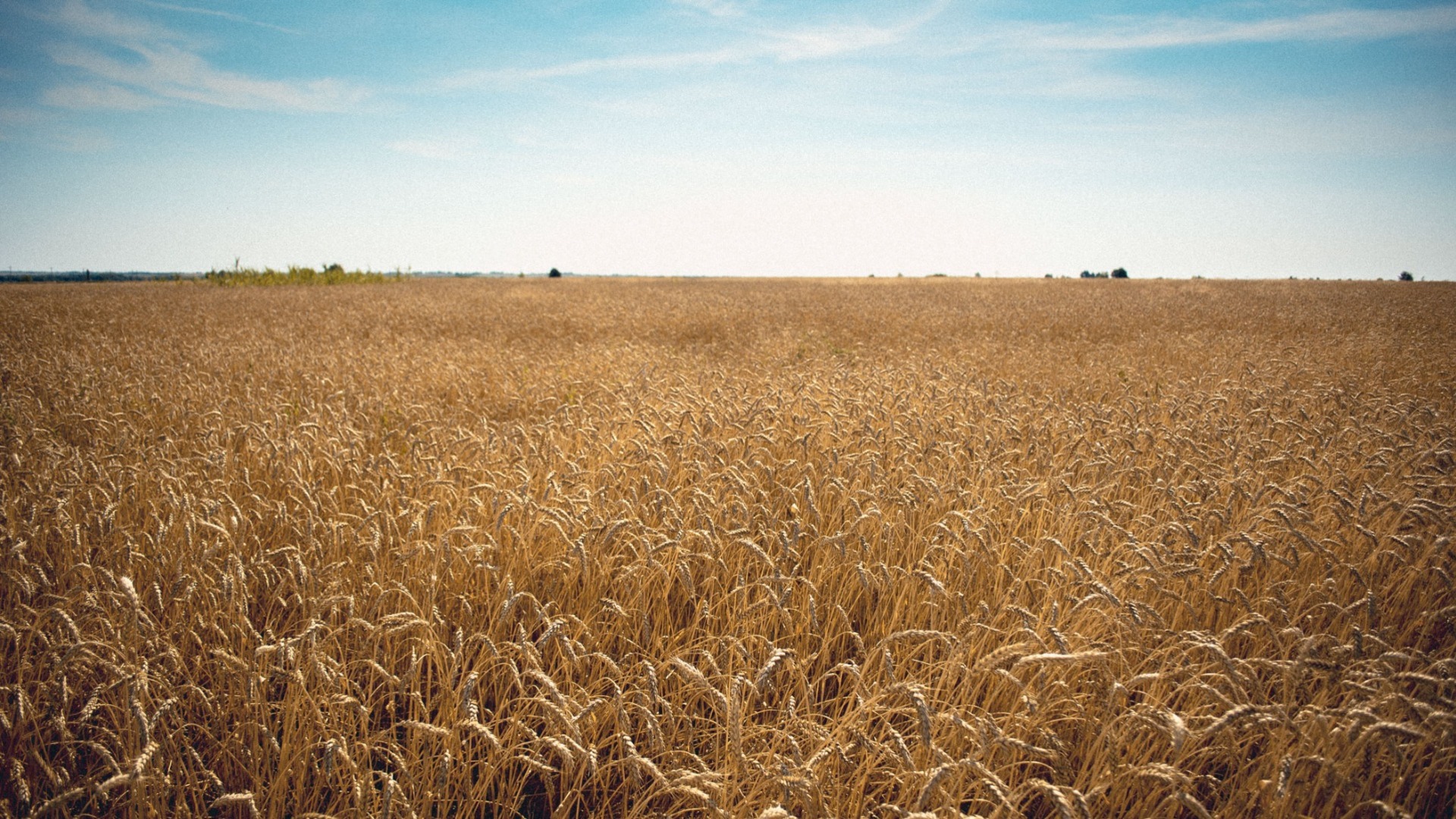 Латвия на 40% нарастила ввоз зерна из РФ
