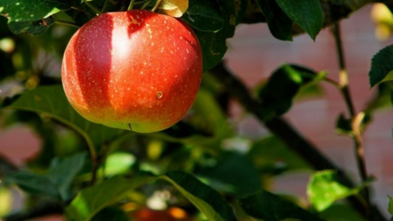 На Невском проспекте зацветут яблони