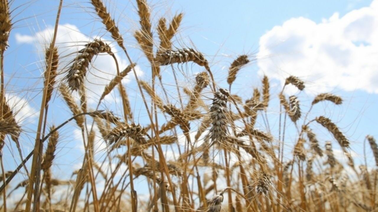 Украина предложила новый маршрут для поставок зерна