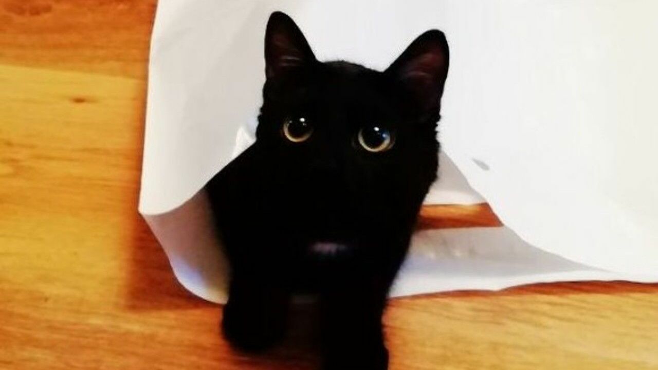 Эксперты рассказали, почему кошки любят залезать в полиэтиленовые пакеты