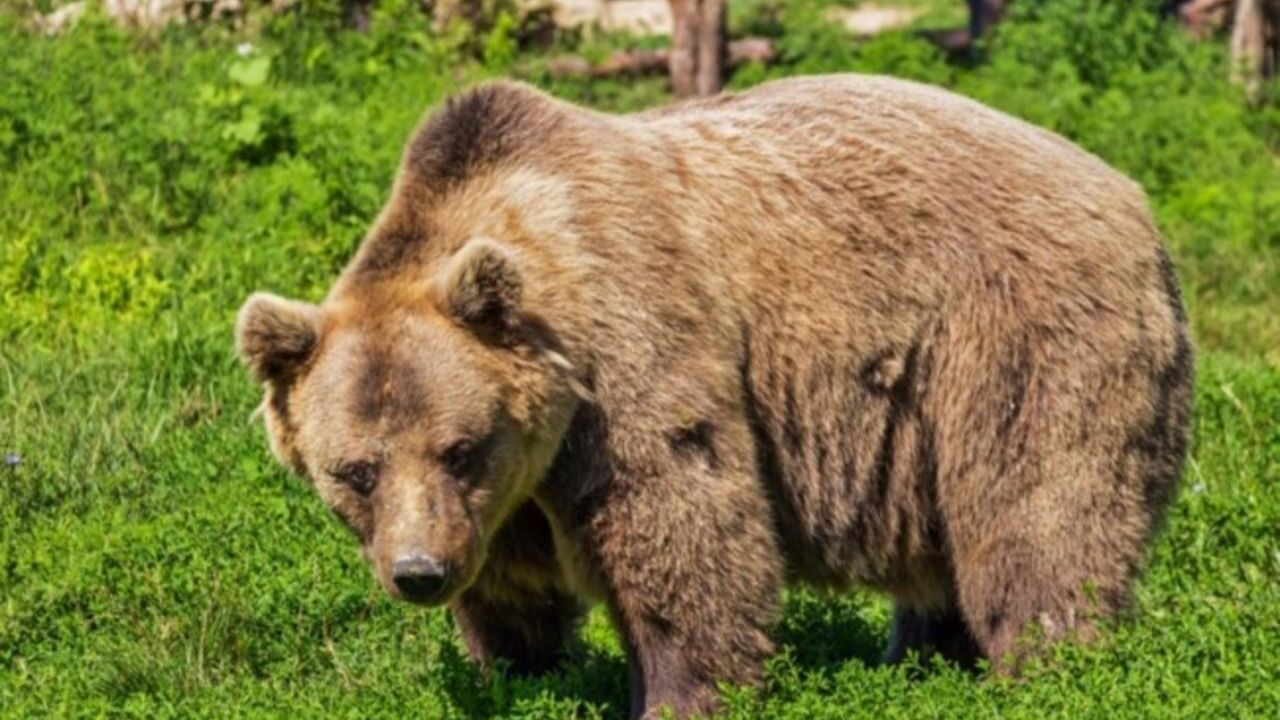 На Чукотке пенсионерка газетой избила и прогнала медведя, забравшегося к ней в дом