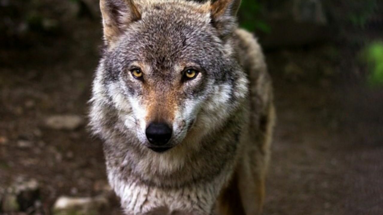Волк покусал четырех человек в Курганской области, одна женщина погибла