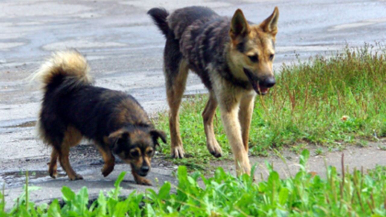 На Сахалине бродячие собаки набросились на семилетнюю девочку