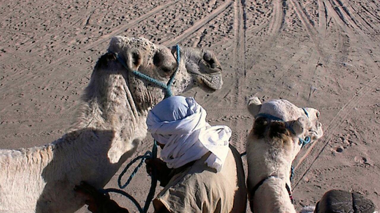 В Кении 14 человек погибли из-за попытки объехать верблюда