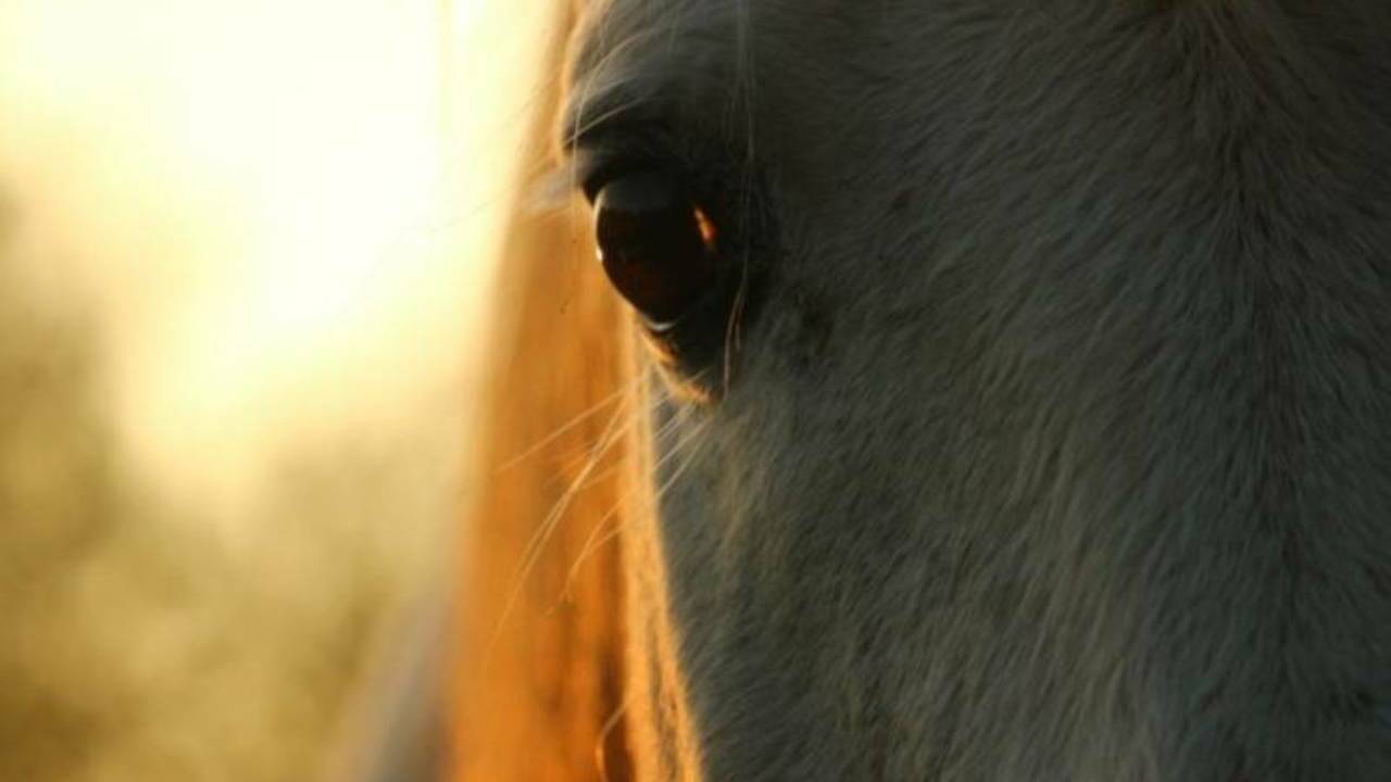 «78.ru»: В Ленобласти лошадь откусила ребенку пальцы