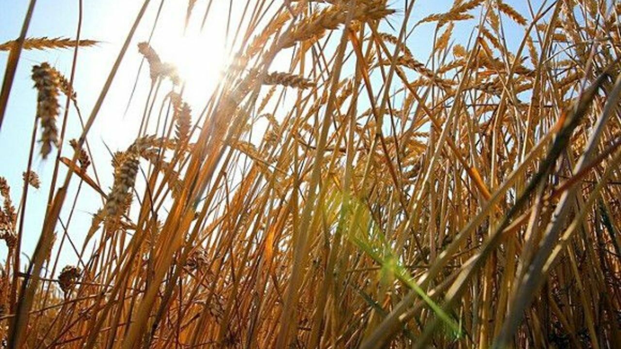 Болгария вводит временный запрет на импорт украинского зерна