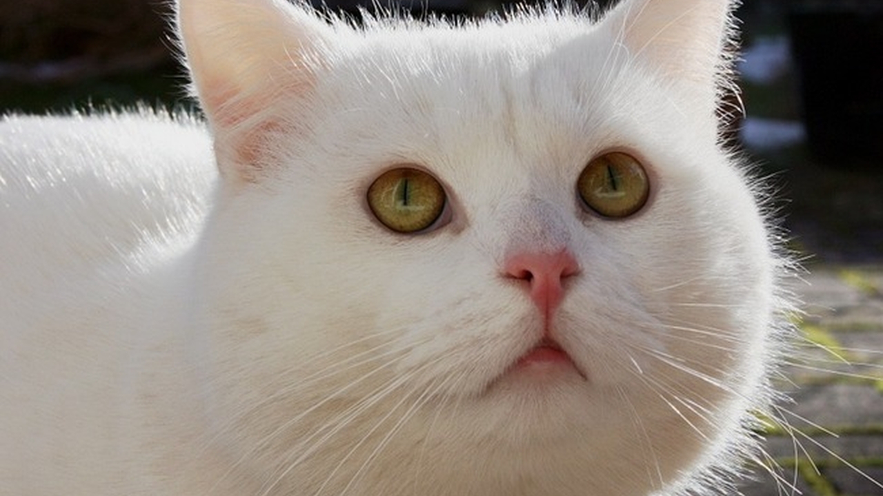 Специалисты назвали пять вещей, которых боятся кошки