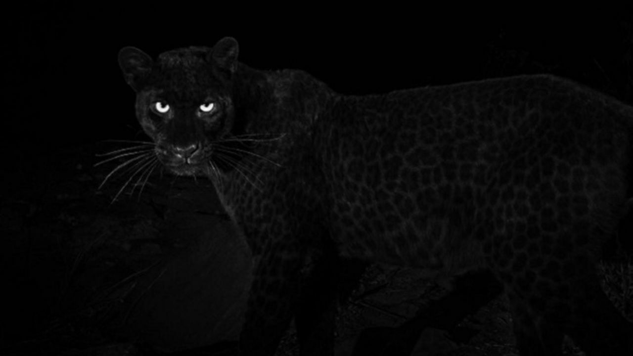 Фрагмент фотографии черной африканской пантеры.
