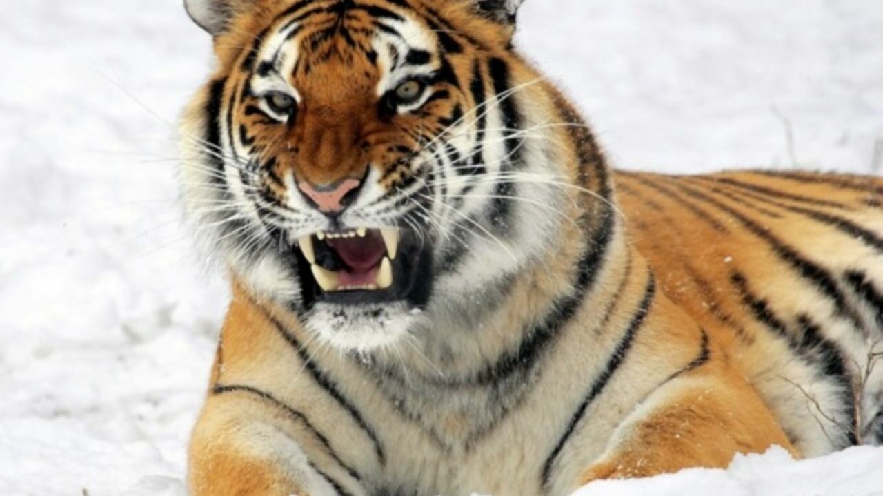 В Приморье суд осудили распространителя фейков о выходе тигра к людям