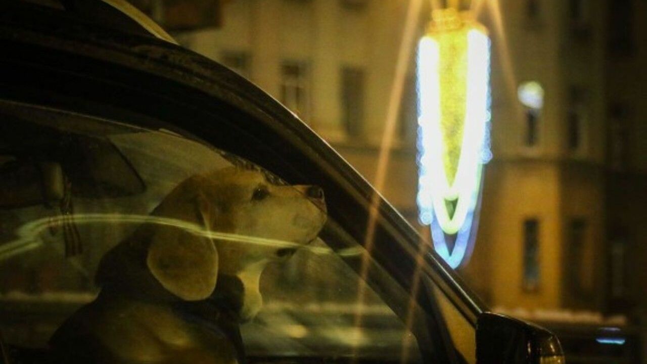 В США водитель попытался свалить вину за превышение скорости на собаку за рулем