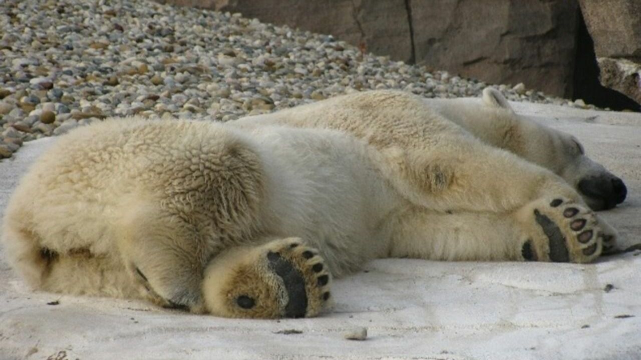В зоопарке в Омской области утонула белая медведица