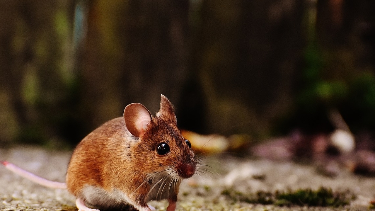 Посевам на Ставрополье угрожает аномальное нашествие мышей