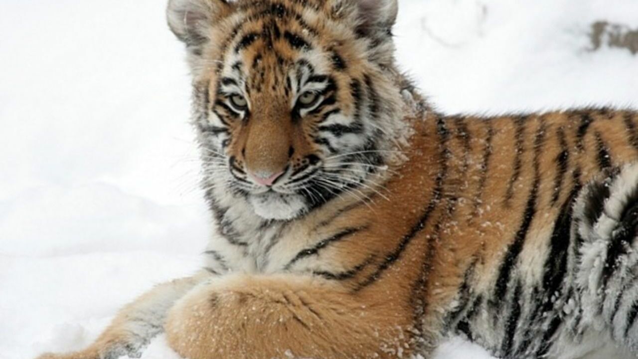 В Ленинградском зоопарке тигренок Зевс подрос и начал «позировать» перед камерами (фото)