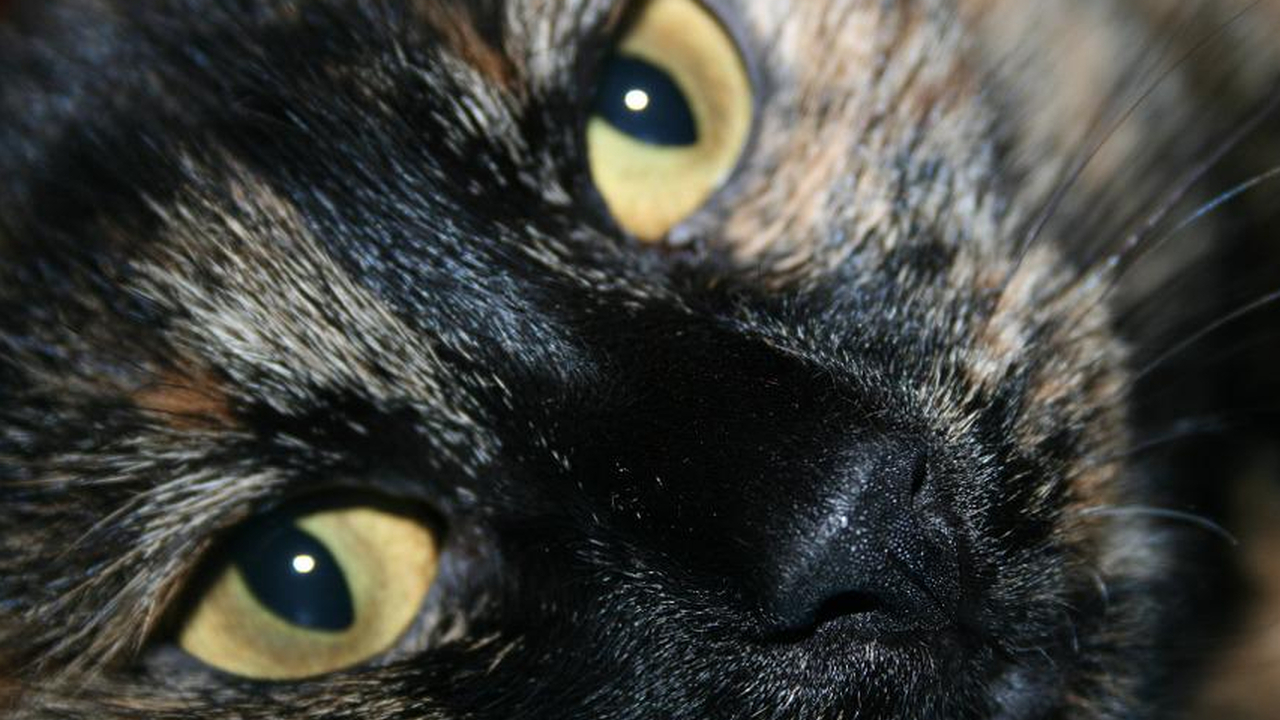Специалисты рассказали, зачем кошки все обнюхивают