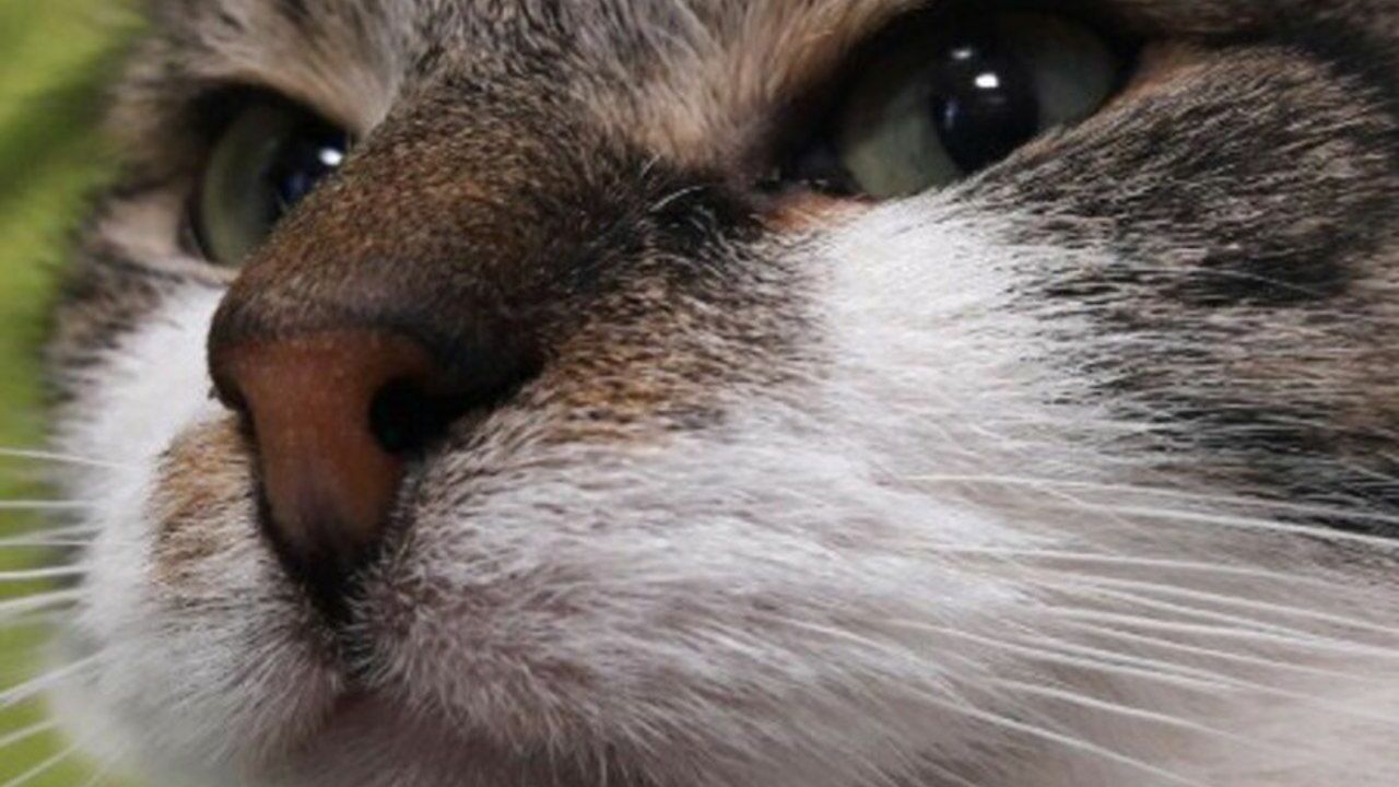 Зоопсихолог раскрыла, зачем кошки мнут хозяина лапами