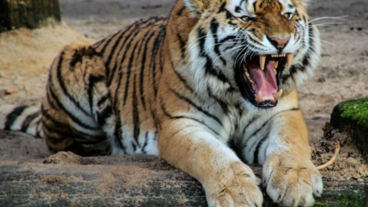 В пакистанском зоопарке тигры съели человека