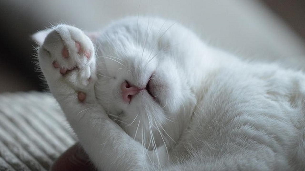 Специалисты рассказали, почему кошки любят спать возле головы хозяина