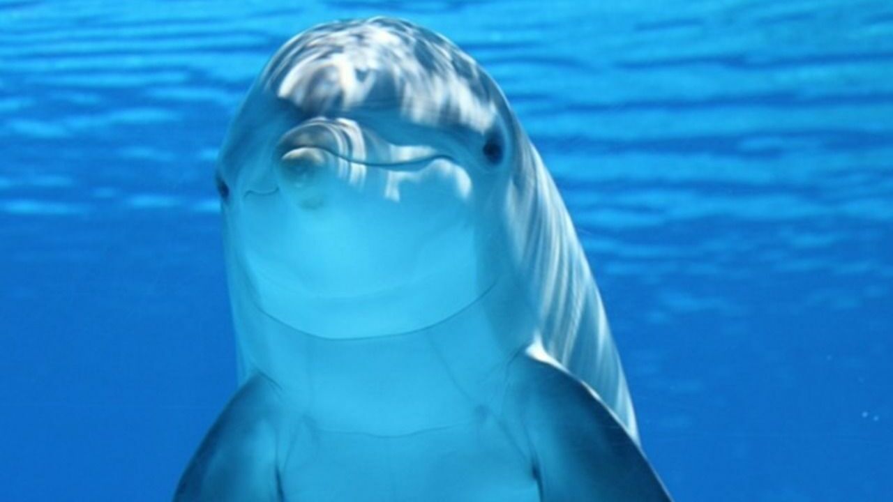 Путин подписал закон о запрете вылова морских млекопитающих для дельфинариев
