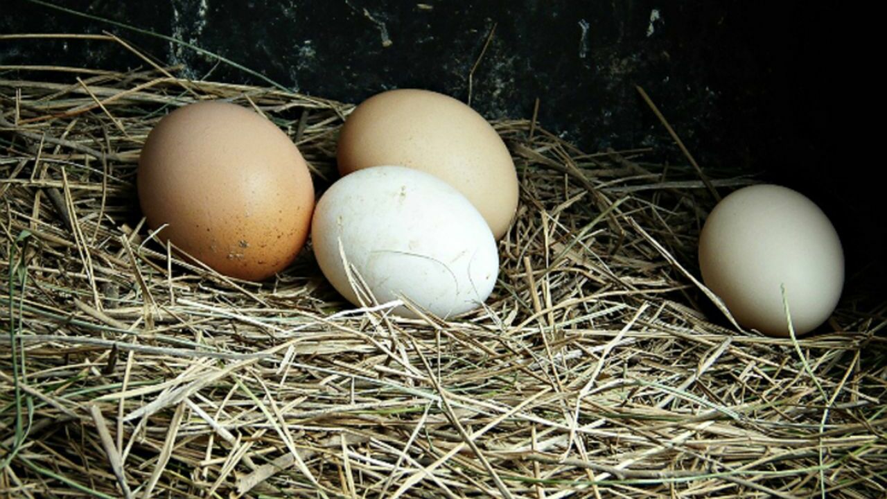 Стало известно, какие яйца полезнее — с коричневой или белой скорлупой