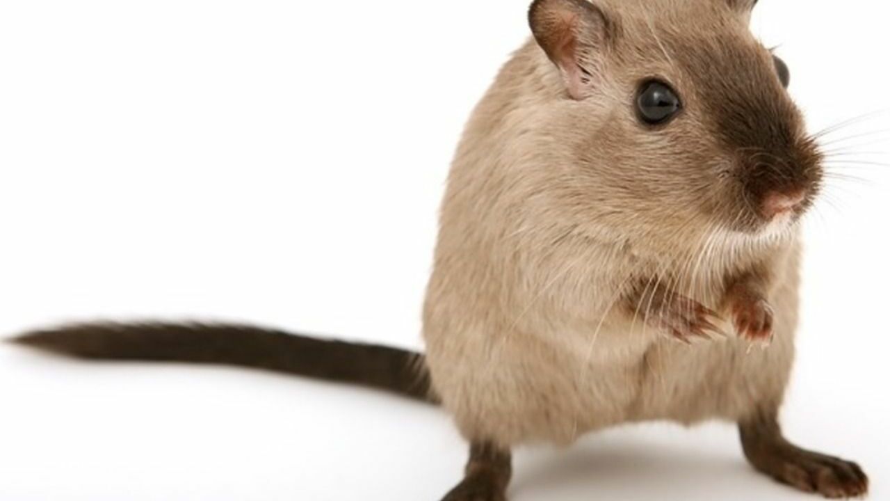 Китайские ученые вырастили у мышей рога