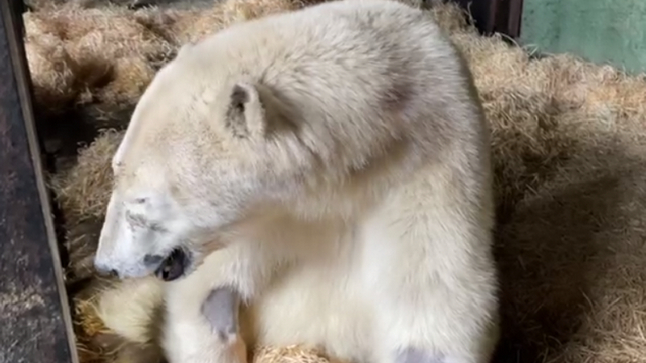 Медведь Диксон в Московском зоопарке освоил новые трюки (видео)