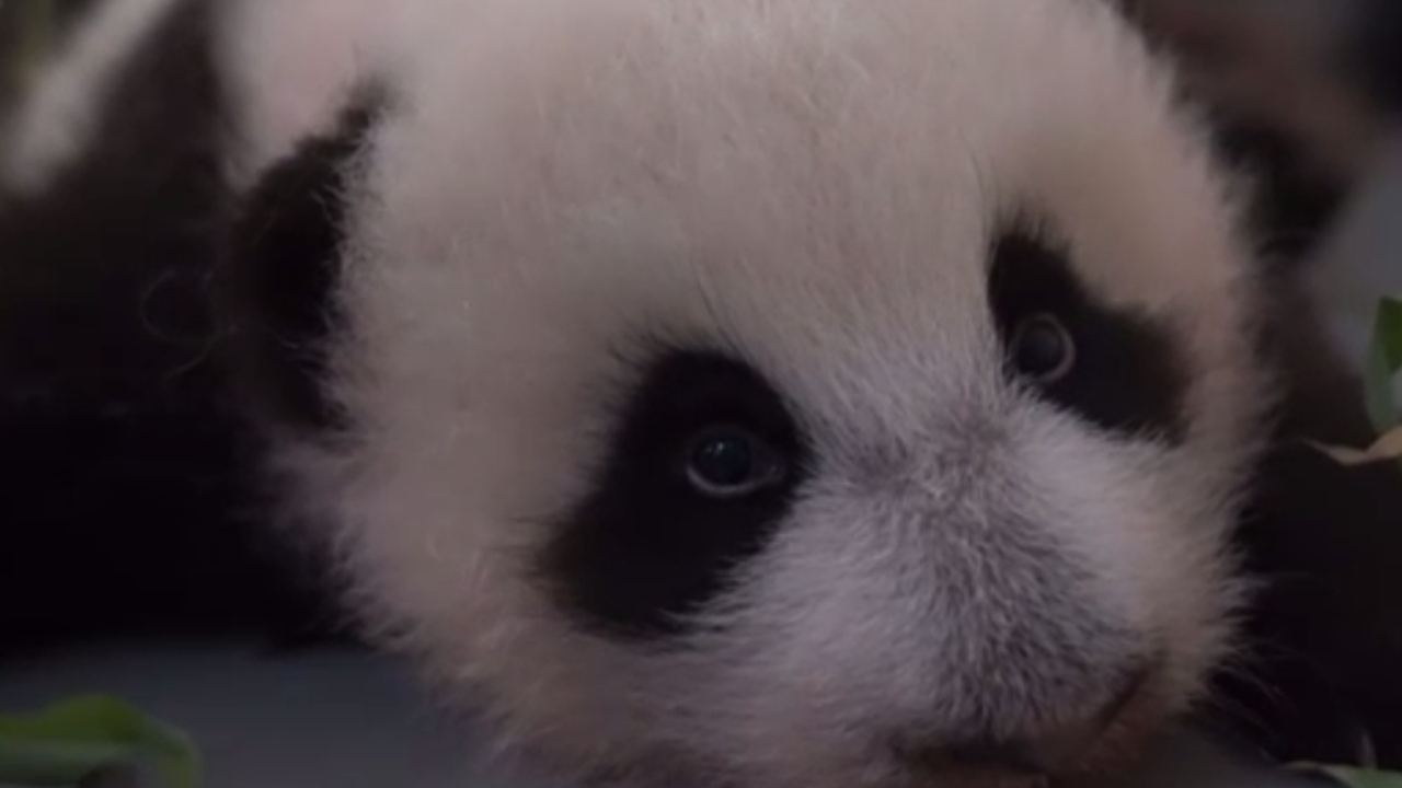 Малышка-панда из столичного зоопарка встала на лапки (видео)