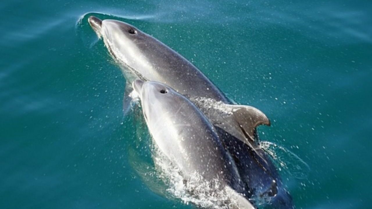Власти Украины сообщили о массовой гибели дельфинов в Черном море