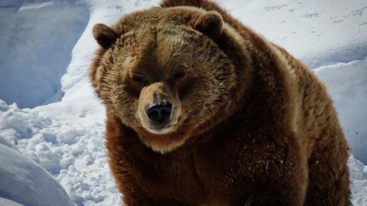 Вышедший из спячки медведь-шатун терроризирует жителей села в Приморье