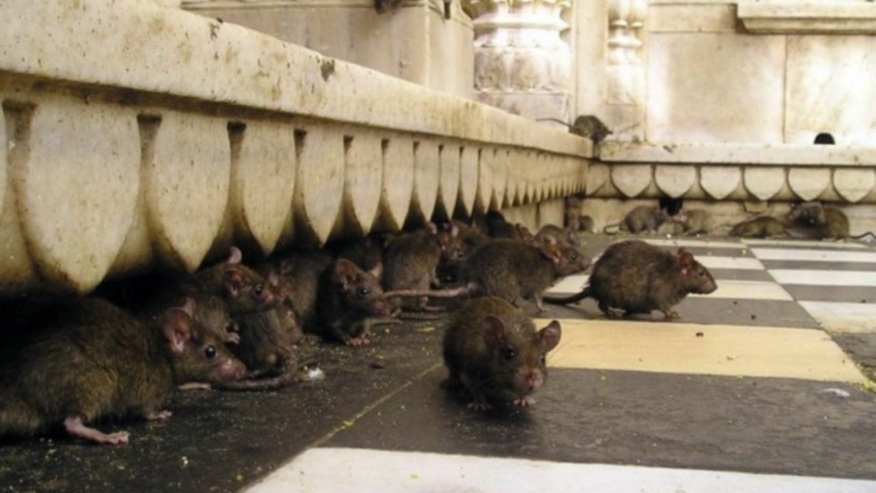 На испанском стадионе запретят продажу семечек из-за нашествия крыс