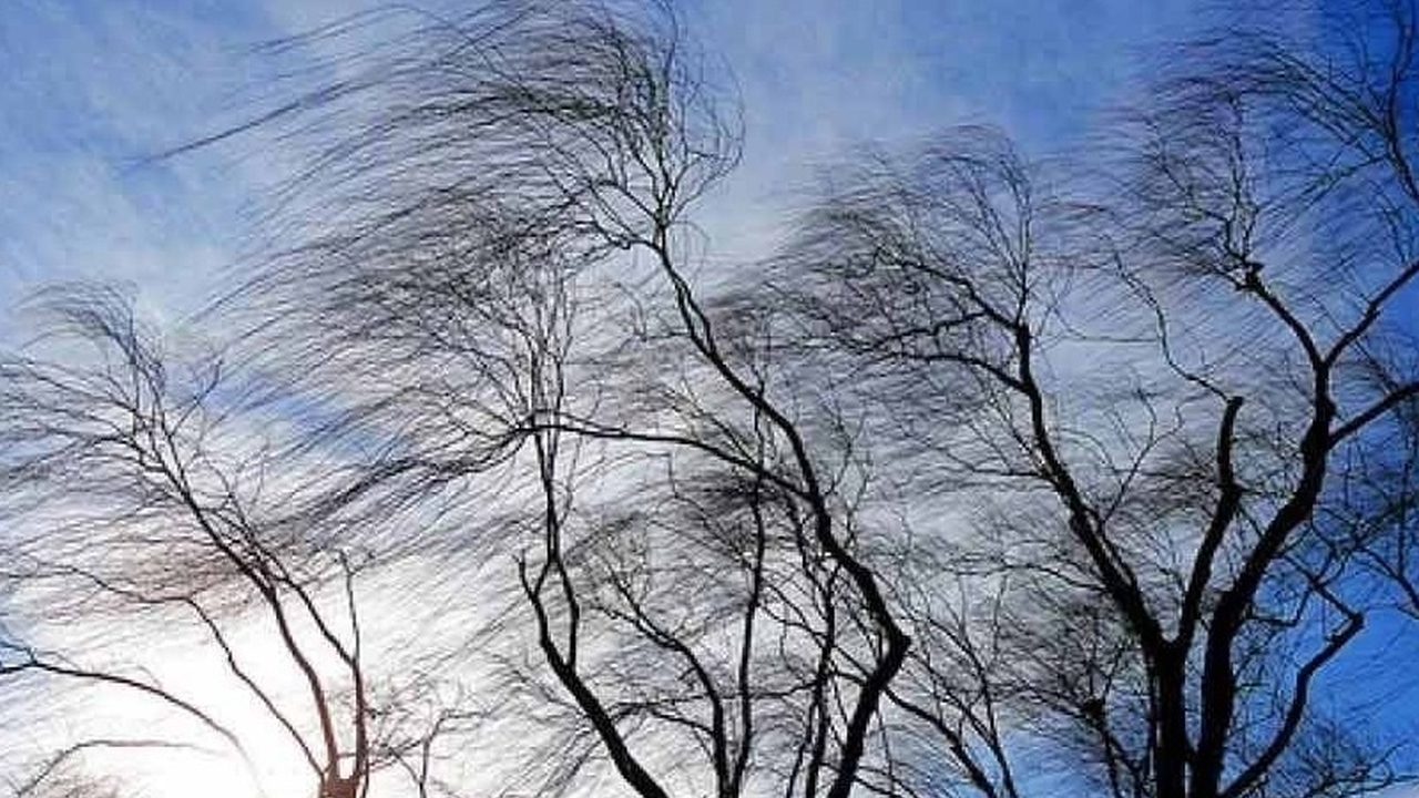 «Сотни упавших деревьев, разбиты десятки авто, пропал свет»: в Ленобласти и еще восьми регионах РФ разгулялась стихия