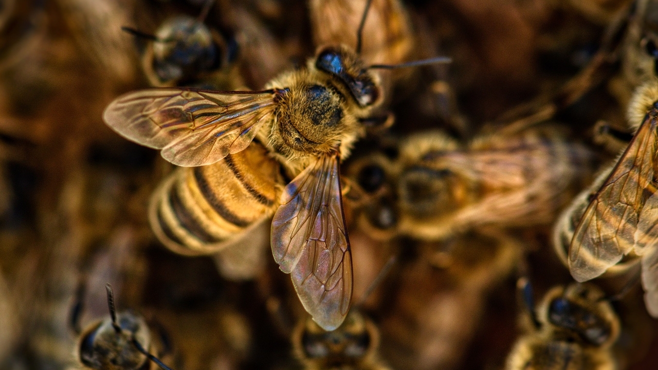 Рой пчел атаковал отдыхающих в российском санатории