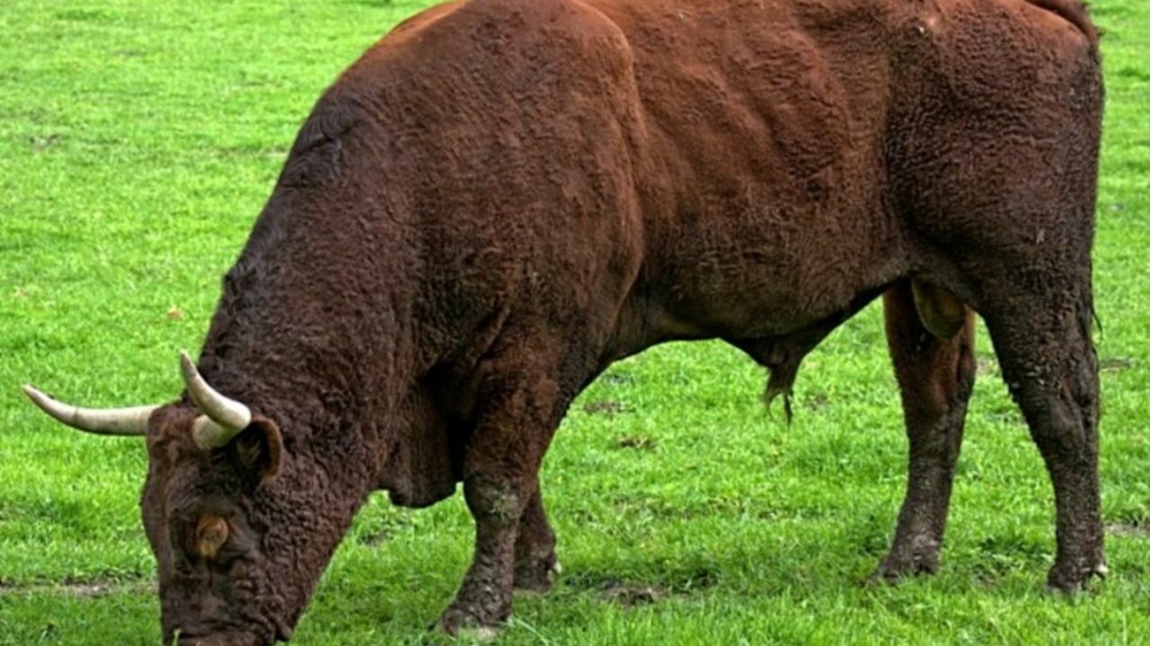В деревне в Ярославской области бык насмерть забодал подростка и его мать